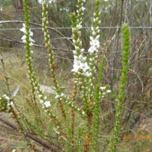 Epacris microphylla at Mongarlowe, NSW - 13 Mar 2019 09:40 AM