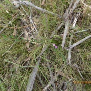 Comesperma ericinum at Mongarlowe, NSW - 13 Mar 2019 09:55 AM