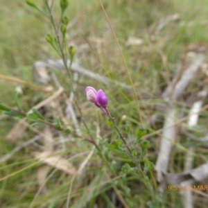 Comesperma ericinum at Mongarlowe, NSW - 13 Mar 2019 09:55 AM