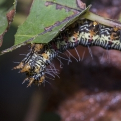 Phalaenoides glycinae (Grapevine Moth) at Higgins, ACT - 30 Mar 2019 by AlisonMilton