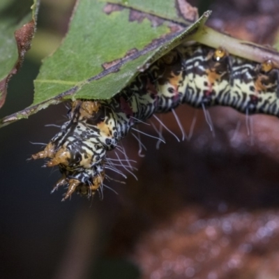 Phalaenoides glycinae (Grapevine Moth) at Higgins, ACT - 30 Mar 2019 by AlisonMilton