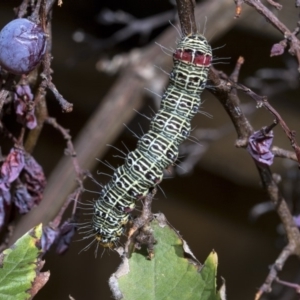 Phalaenoides glycinae at Higgins, ACT - 30 Mar 2019 09:38 AM