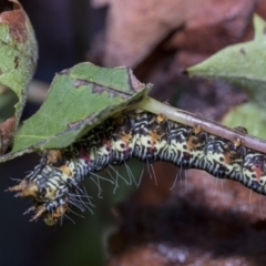 Phalaenoides glycinae at Higgins, ACT - 30 Mar 2019 09:38 AM