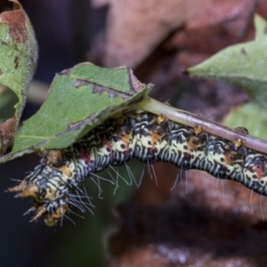 Phalaenoides glycinae at Higgins, ACT - 30 Mar 2019 09:38 AM