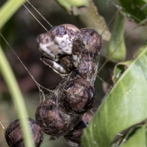 Celaenia excavata at Higgins, ACT - 30 Mar 2019 01:19 PM