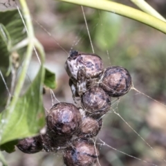 Celaenia excavata at Higgins, ACT - 30 Mar 2019 01:19 PM