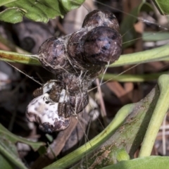 Celaenia excavata at Higgins, ACT - 30 Mar 2019 01:19 PM