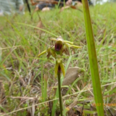 Corunastylis oligantha (Mongarlowe Midge Orchid) at Mongarlowe, NSW - 13 Mar 2019 by AndyRussell