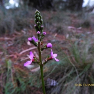 Stylidium sp. at Mongarlowe, NSW - 13 Mar 2019 10:46 AM