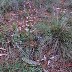 Stylidium sp. at Mongarlowe, NSW - 13 Mar 2019