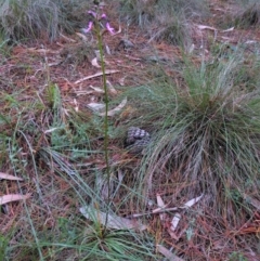 Stylidium sp. at Mongarlowe, NSW - 13 Mar 2019 10:46 AM