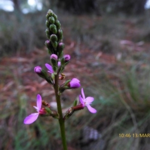 Stylidium sp. at Mongarlowe, NSW - 13 Mar 2019