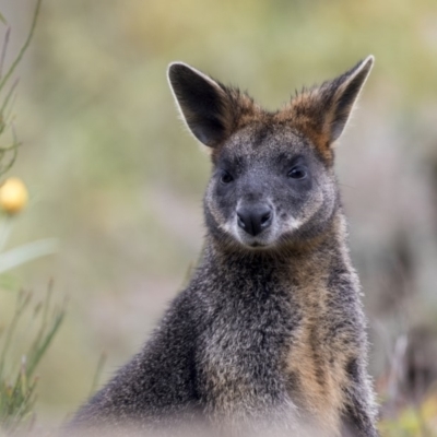 Wallabia bicolor (Swamp Wallaby) at Acton, ACT - 29 Mar 2019 by Alison Milton