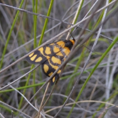 Asura lydia (Lydia Lichen Moth) at Mongarlowe, NSW - 13 Mar 2019 by AndyRussell