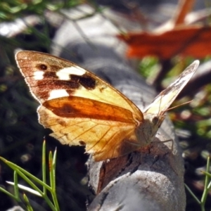 Heteronympha merope at Acton, ACT - 29 Mar 2019 02:33 PM