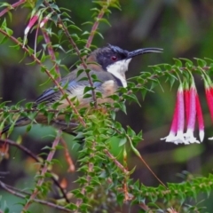 Acanthorhynchus tenuirostris (Eastern Spinebill) at Acton, ACT - 29 Mar 2019 by RodDeb