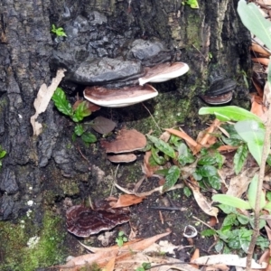 Ganoderma at Acton, ACT - 29 Mar 2019