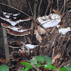 Ganoderma at Acton, ACT - 29 Mar 2019