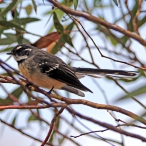 Rhipidura albiscapa at Acton, ACT - 29 Mar 2019