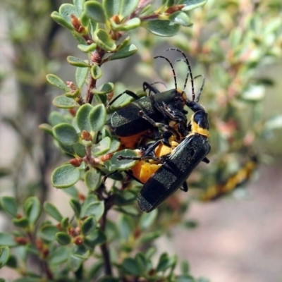 Chauliognathus lugubris (Plague Soldier Beetle) at Acton, ACT - 29 Mar 2019 by RodDeb