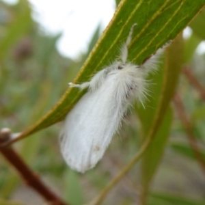 Acyphas semiochrea at Mongarlowe, NSW - 13 Mar 2019