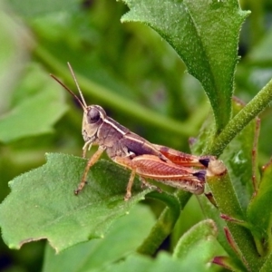 Phaulacridium vittatum at Acton, ACT - 29 Mar 2019