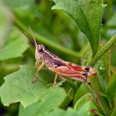 Phaulacridium vittatum (Wingless Grasshopper) at Acton, ACT - 29 Mar 2019 by RodDeb