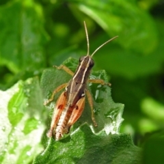 Phaulacridium vittatum at Acton, ACT - 29 Mar 2019