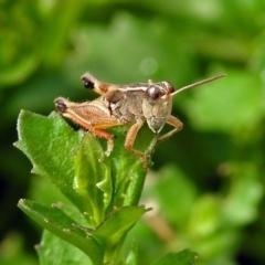 Phaulacridium vittatum at Acton, ACT - 29 Mar 2019