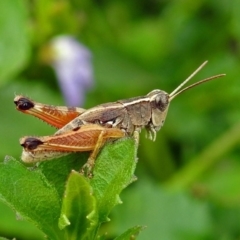 Phaulacridium vittatum at Acton, ACT - 29 Mar 2019