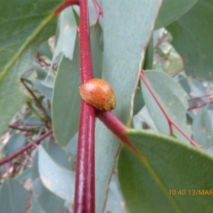 Paropsisterna cloelia at Mongarlowe, NSW - 13 Mar 2019 10:40 AM