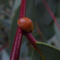 Paropsisterna cloelia at Mongarlowe, NSW - 13 Mar 2019 10:40 AM