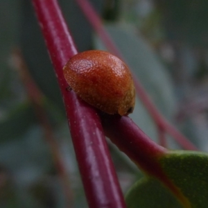 Paropsisterna cloelia at Mongarlowe, NSW - 13 Mar 2019 10:40 AM