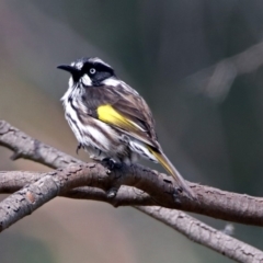 Phylidonyris novaehollandiae (New Holland Honeyeater) at Acton, ACT - 29 Mar 2019 by RodDeb