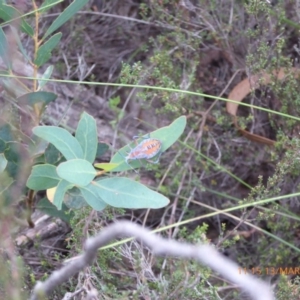 Amorbus sp. (genus) at Mongarlowe, NSW - 13 Mar 2019