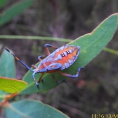 Amorbus sp. (genus) at Mongarlowe, NSW - 13 Mar 2019 11:15 AM