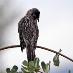 Anthochaera carunculata (Red Wattlebird) at Acton, ACT - 29 Mar 2019 by RodDeb