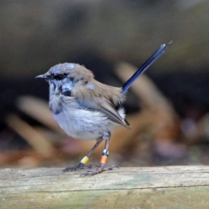 Malurus cyaneus at Acton, ACT - 29 Mar 2019 01:23 PM