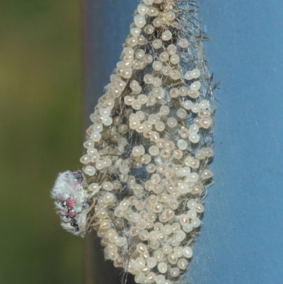 Anestia (genus) (A tiger moth) at Acton, ACT - 27 Mar 2019 by TimL