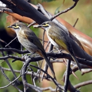 Caligavis chrysops at Acton, ACT - 29 Mar 2019