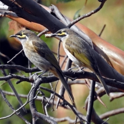 Caligavis chrysops (Yellow-faced Honeyeater) at ANBG - 29 Mar 2019 by RodDeb