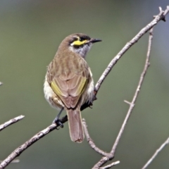 Caligavis chrysops at Acton, ACT - 29 Mar 2019