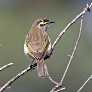 Caligavis chrysops at Acton, ACT - 29 Mar 2019