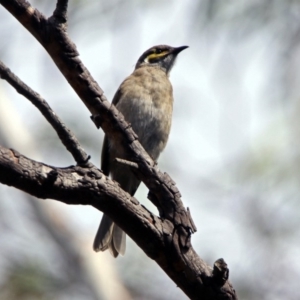 Caligavis chrysops at Acton, ACT - 29 Mar 2019