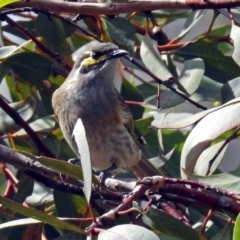 Caligavis chrysops at Acton, ACT - 29 Mar 2019