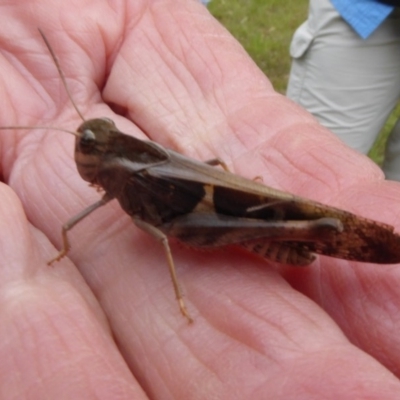 Gastrimargus musicus (Yellow-winged Locust or Grasshopper) at Mongarlowe, NSW - 12 Mar 2019 by AndyRussell