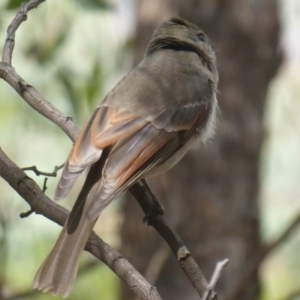 Pachycephala pectoralis at Dunlop, ACT - 30 Mar 2019 02:44 PM