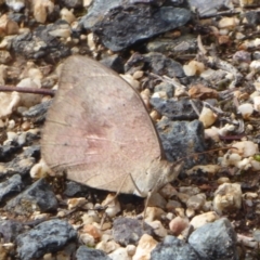 Heteronympha merope (Common Brown Butterfly) at Woodstock Nature Reserve - 30 Mar 2019 by Christine