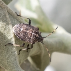 Oncocoris geniculatus (A shield bug) at Hackett, ACT - 29 Mar 2019 by AlisonMilton