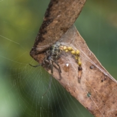 Phonognatha graeffei (Leaf Curling Spider) at ANBG - 29 Mar 2019 by AlisonMilton